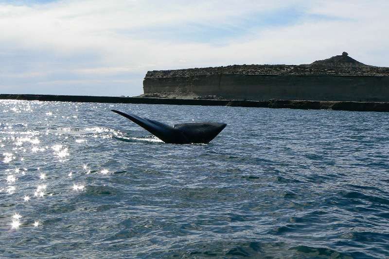 15 Balena Franca Austral